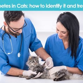 Diabetes in cats