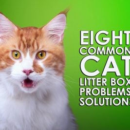 eight cat litter box problems and solutions