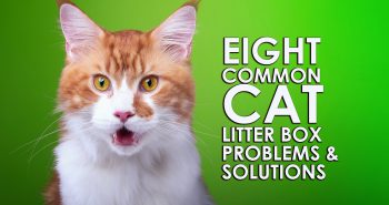 eight cat litter box problems and solutions