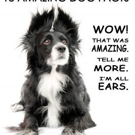 18 amazing dog facts