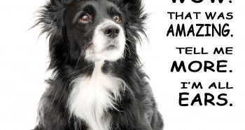 18 amazing dog facts