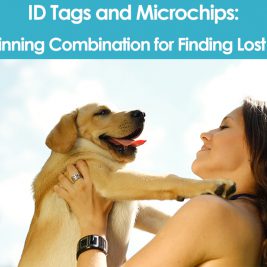 ID Tags and Microchips A Winning Combination for Finding Lost Pets