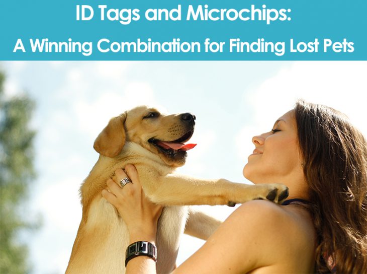 ID Tags and Microchips A Winning Combination for Finding Lost Pets