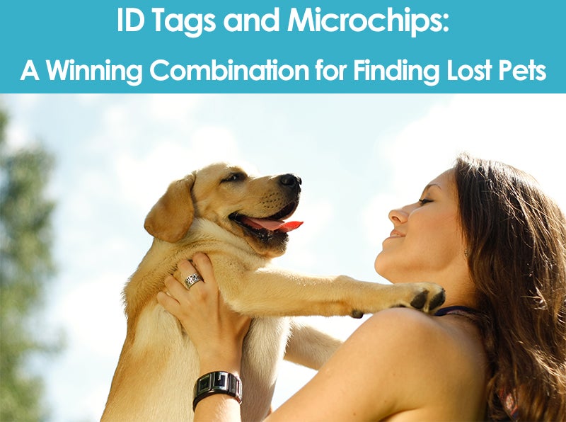 ID Tags and Microchips A Winning Combination for Finding Lost Pets