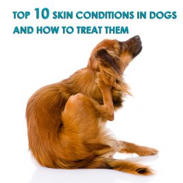 skin conditions in dogs