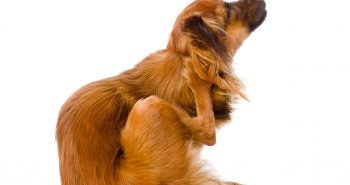 skin conditions in dogs