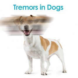 Tremors in Dogs: Does your dog have the shakes?