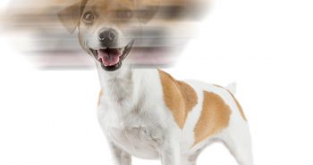 Tremors in Dogs: Does your dog have the shakes?
