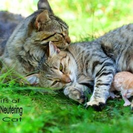 cat spay or neuter