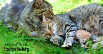 cat spay or neuter