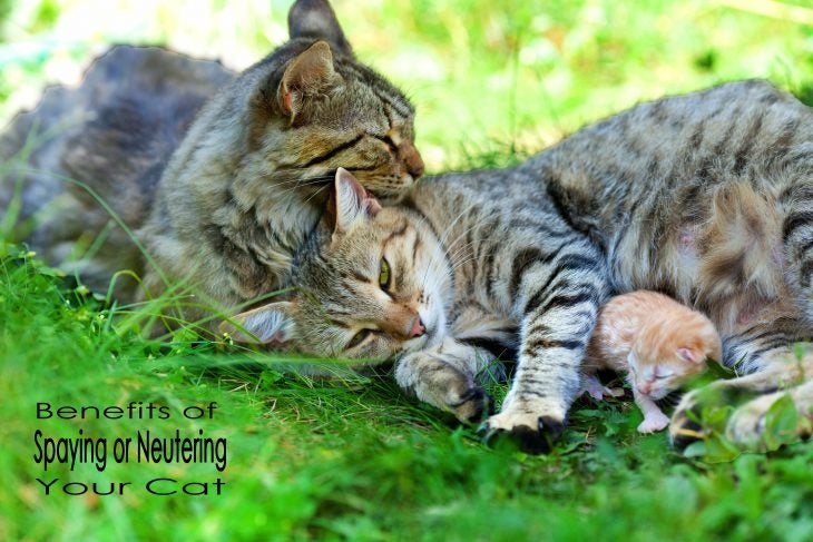 cat spay or neuter