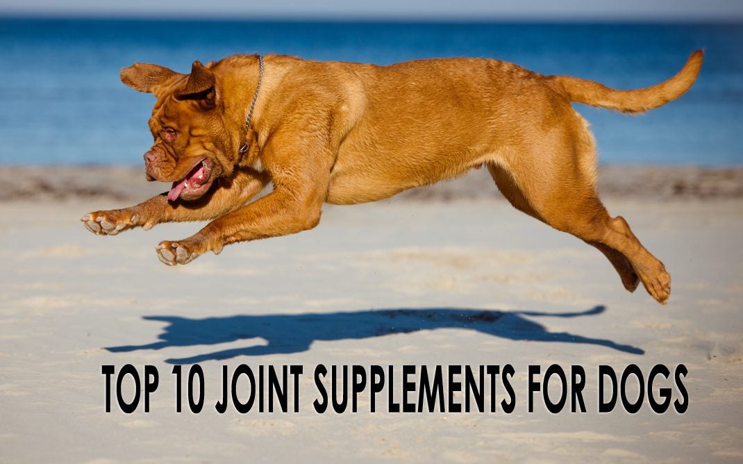 top 10 joint supplements for dogs