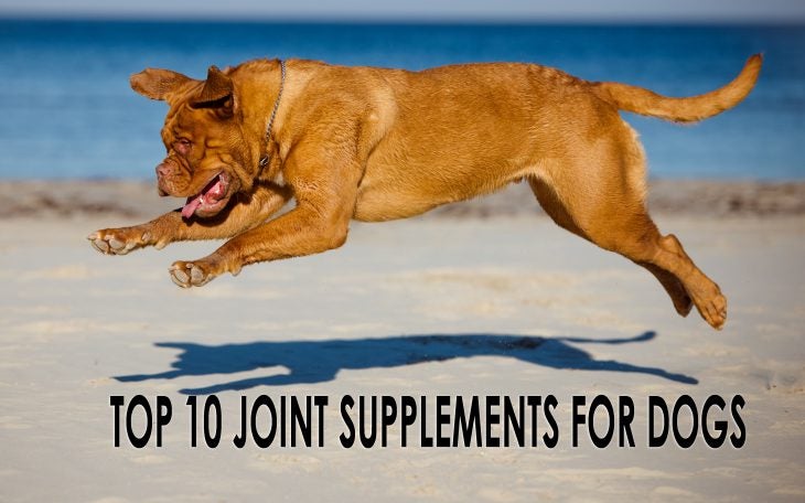 top 10 joint supplements for dogs