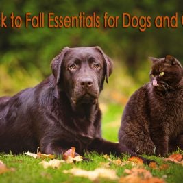 back to fall essentials for dogs and cats
