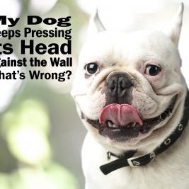 head pressing dogs french bulldo