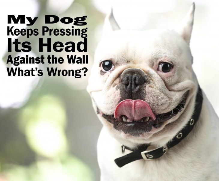 head pressing dogs french bulldo