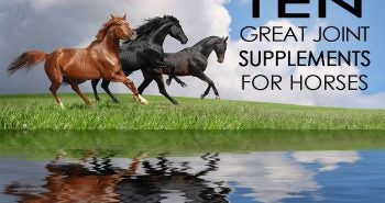 horse joint supplements horses running