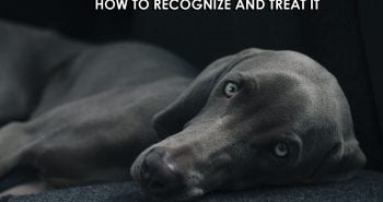 bloat in dogs how to recognize and treat it