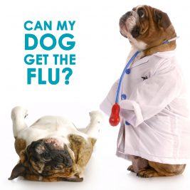 canine-influenza What you should know
