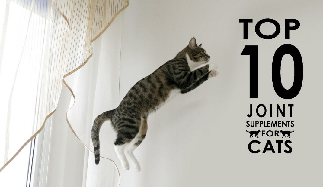 top 10 joint supplements for cats