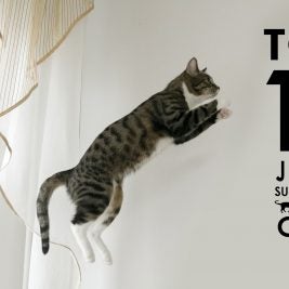 top 10 joint supplements for cats