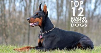 top 12 healthy foods for dogs