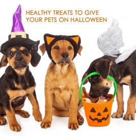 Healthy treats for pets