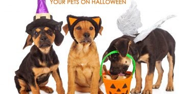 Healthy treats for pets