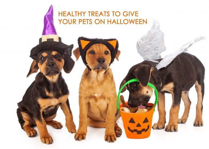 Healthy treats for pets