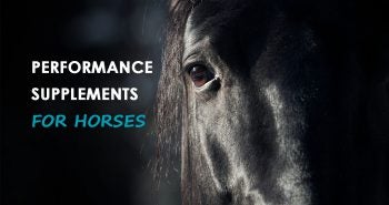 performance supplements for horses