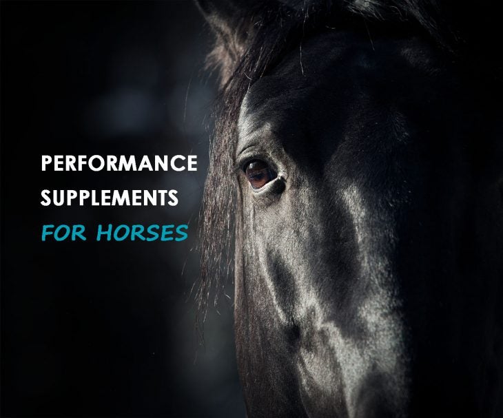 performance supplements for horses