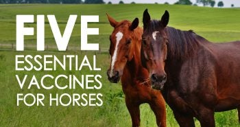 Five Essential Vaccines for Horses