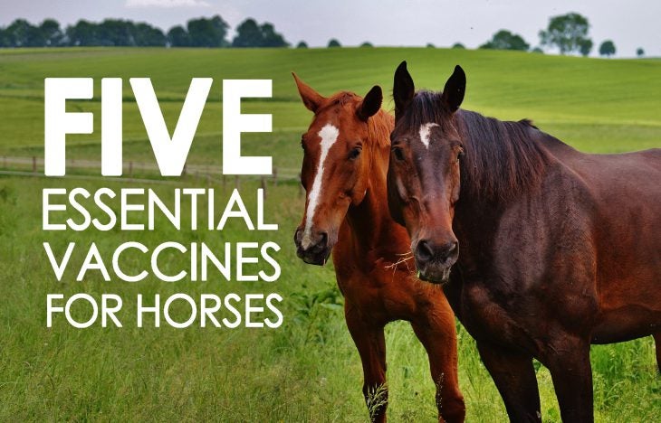 Five Essential Vaccines for Horses