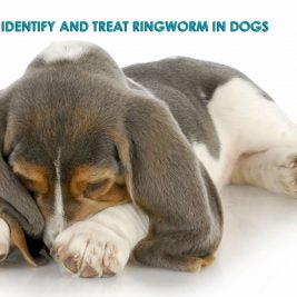 Ringworm in dogs