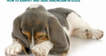 Ringworm in dogs