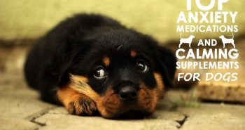 Top Anxiety Medications and Calming Supplements for Dogs