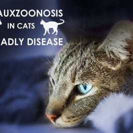 cytauxzoonosis-in-cats-a-deadly-disease