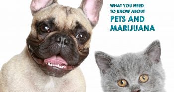 What you need to know about pets and marijuana