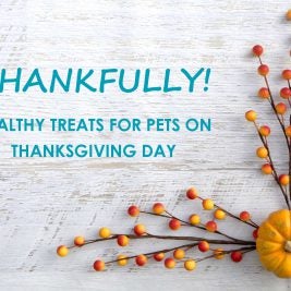 Healthy Pet Treats on Thanksgiving Day
