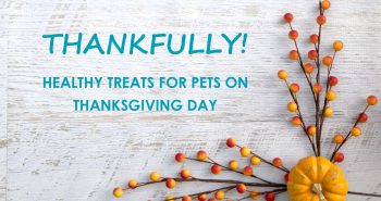 Healthy Pet Treats on Thanksgiving Day