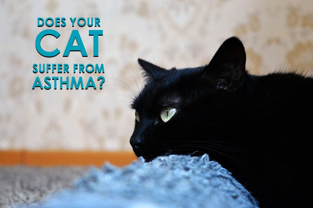 Asthma in cats