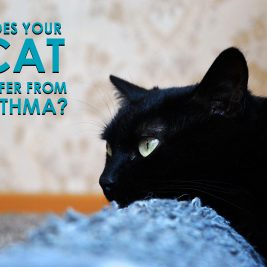 Asthma in cats