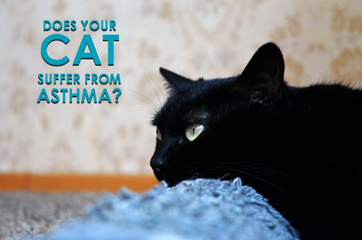 Asthma in cats