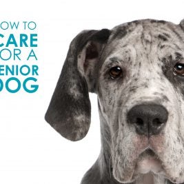 how to care for a senior dog