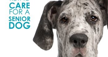 how to care for a senior dog