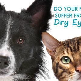 Is your dog or cat suffering from dry eye