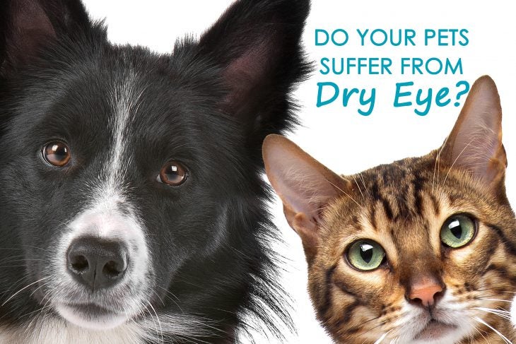Is your dog or cat suffering from dry eye