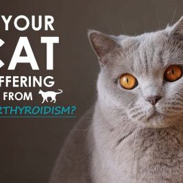 Hyperthyroidism in cats