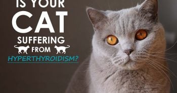 Hyperthyroidism in cats