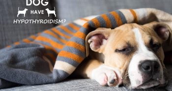 hypothyroidism-dog-couch-allivet